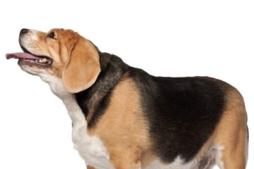 beagle gruby