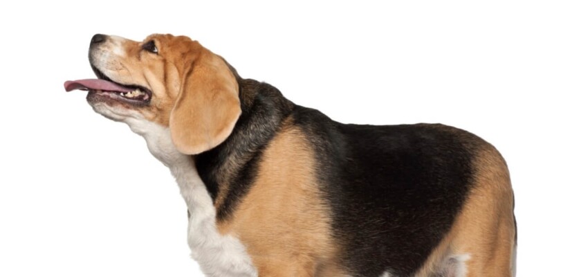 beagle gruby