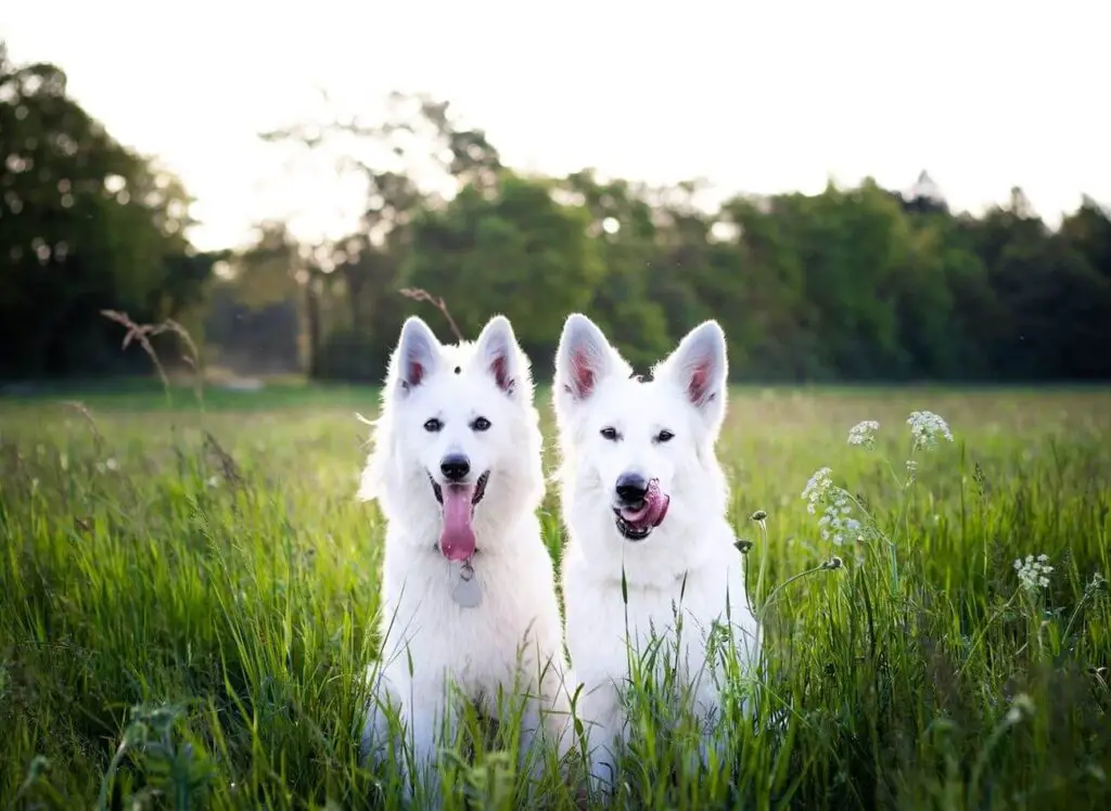 biały owczarek szwajcarski dwa psy