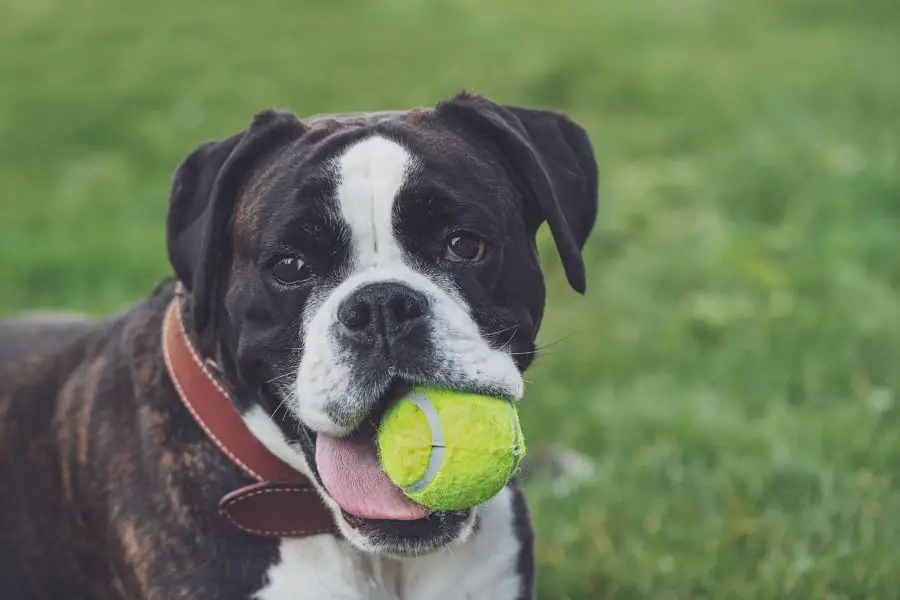 bokser pies z piłką w zębach
