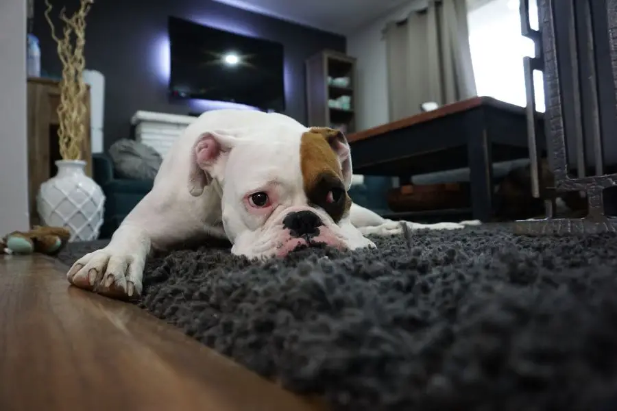 bokser pies leży na miękkim dywanie
