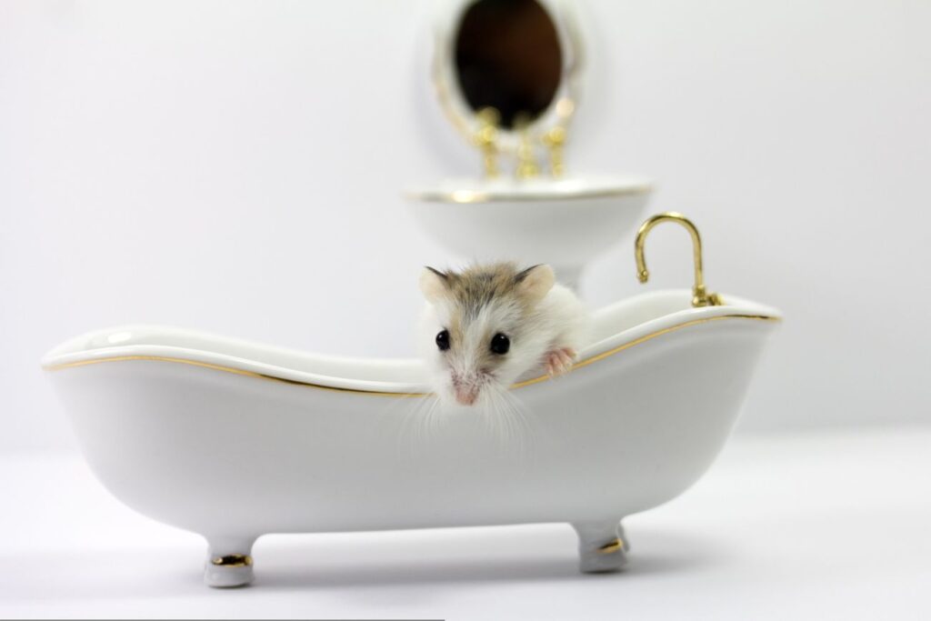 myszy domowe co jedzą