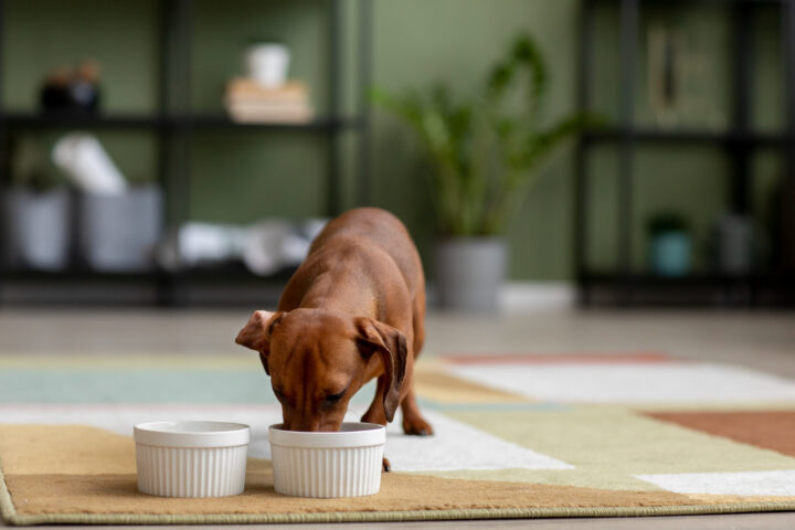 domowe jedzenie dla psa przepisy