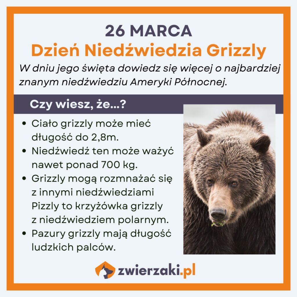 Dzień Grizzly infografika