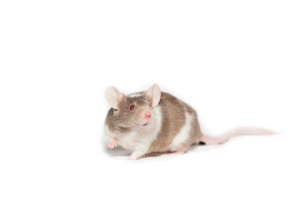 mysz domowa ile żyje