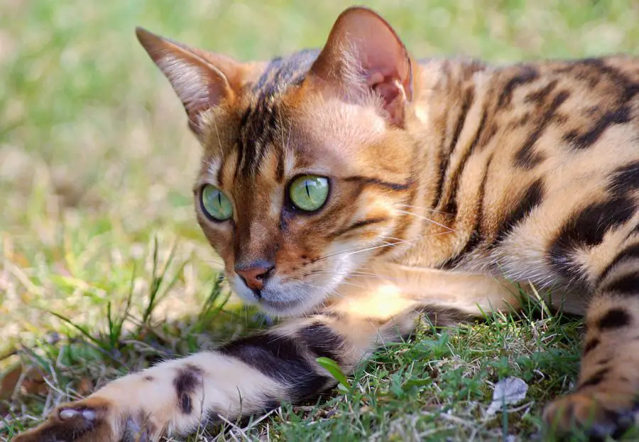 kot bengalski lezy w trawie