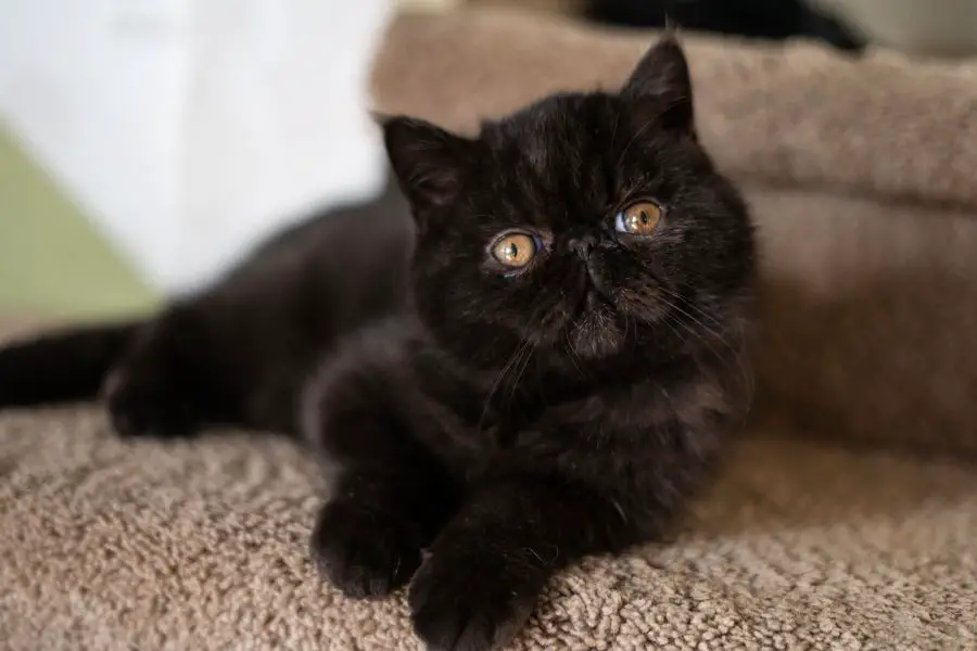 kot egzotyczny czarny lezy