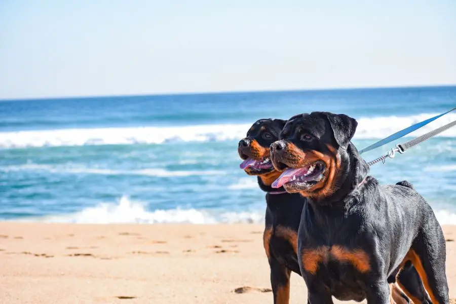 Rottweiler 10 dwa rottweilery na plaży