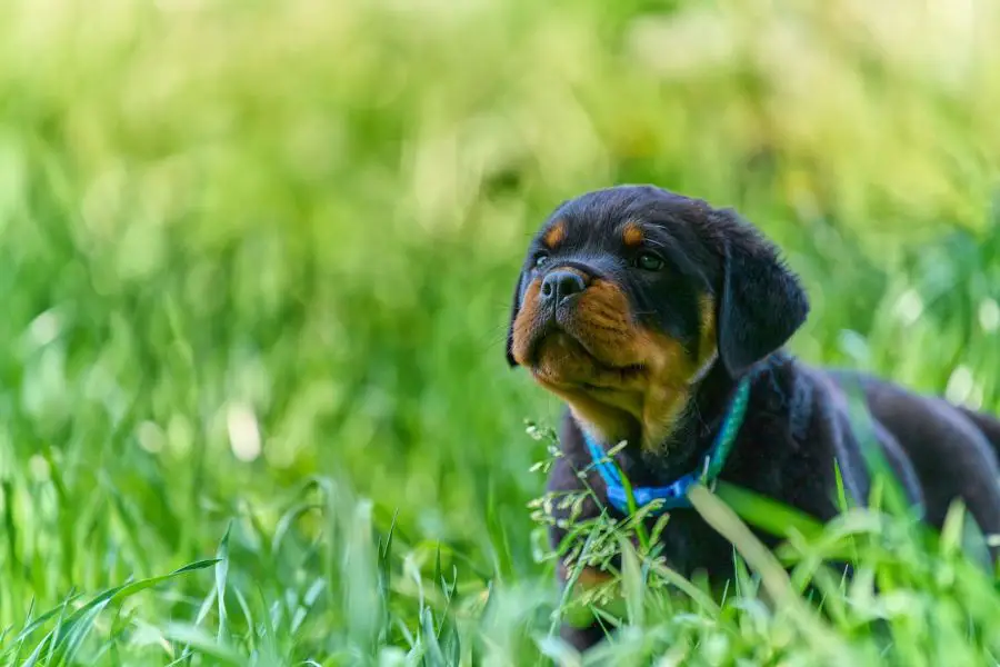 szczeniak rottweiler leży w trawie