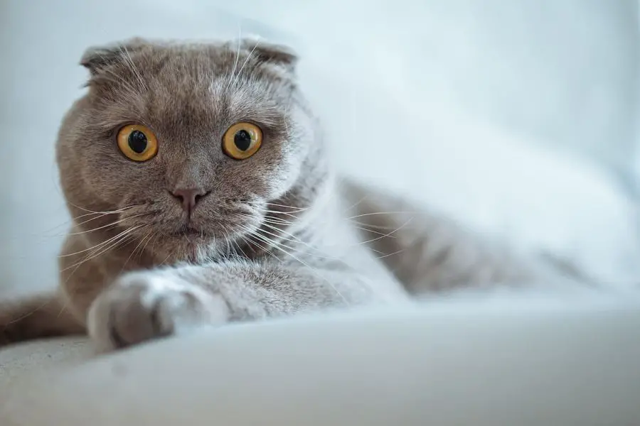 szkocki zwislouchy kot liliowy robi duze oczy