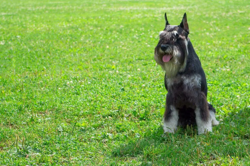 sznaucer średni pies siedzi na trawie