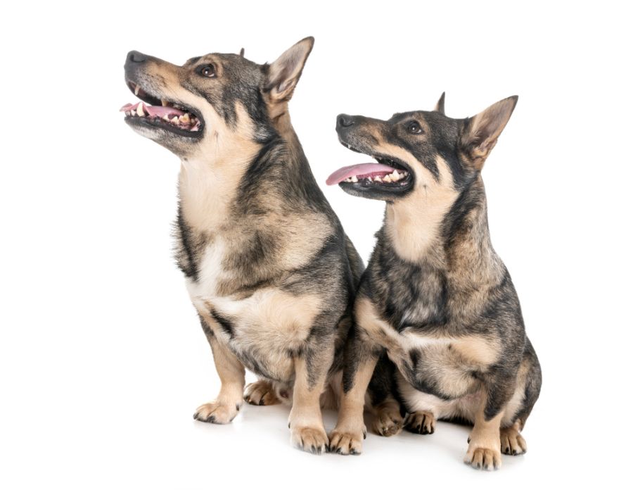 szwedzki vallhound dwa psy