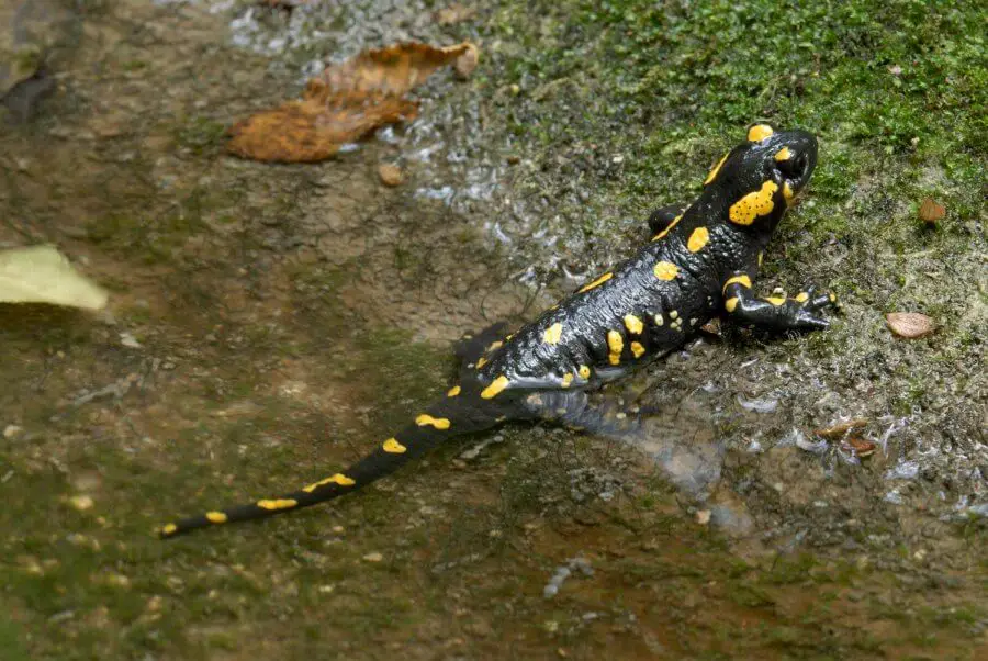 Czym się żywi salamandra plamista