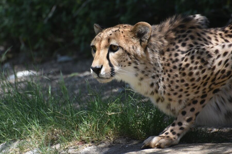 dlaczego gepard jest tak szybki