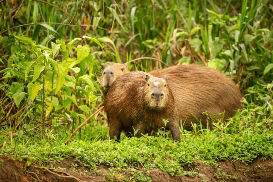 Kapibara jak swinka morska zyje w grupach