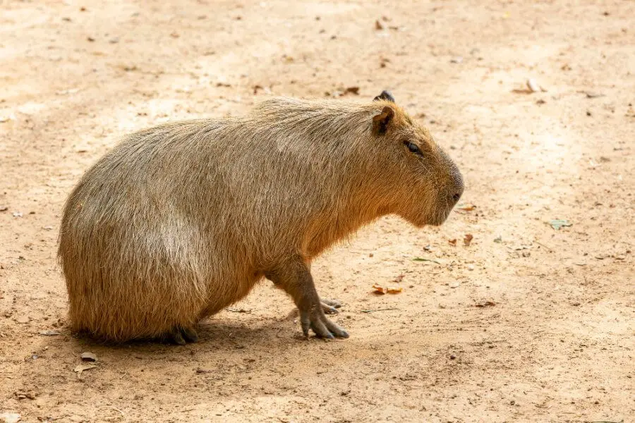 Kapibara skąd ta nazwa