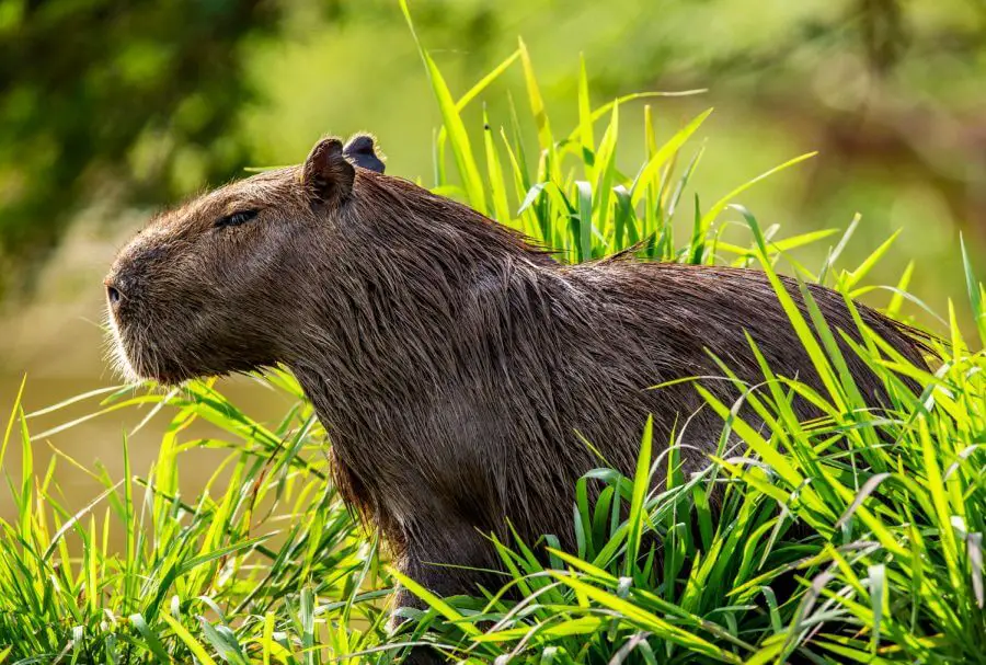 kapibara systematyka i zasięg występowania