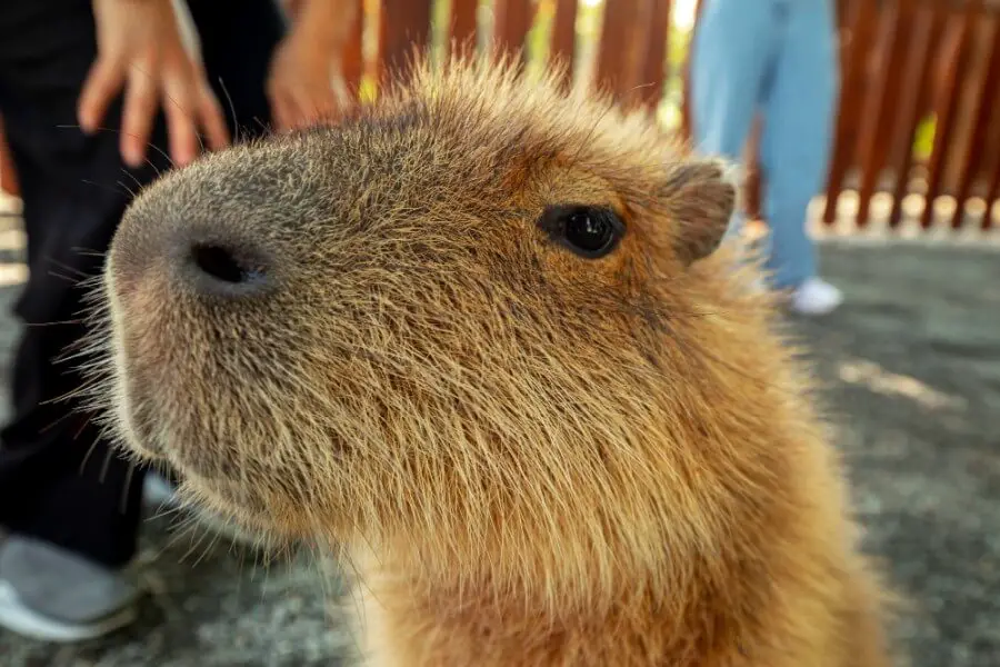 Kapibara wielka największy gryzoń świata
