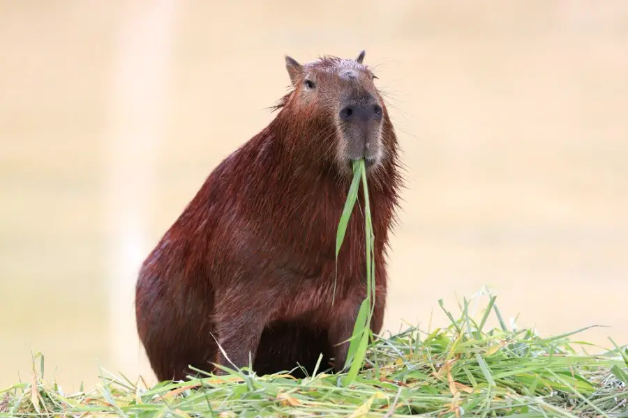 Kapibara wielka zwierzę wybredne