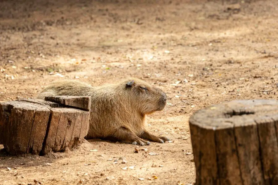 Kapibara zachowanie