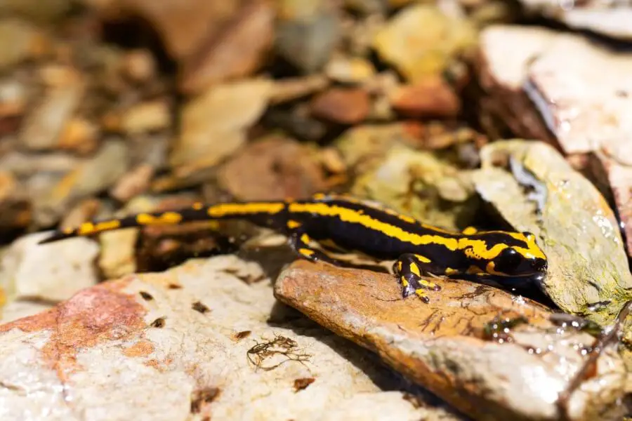 Salamandra plamista biotop