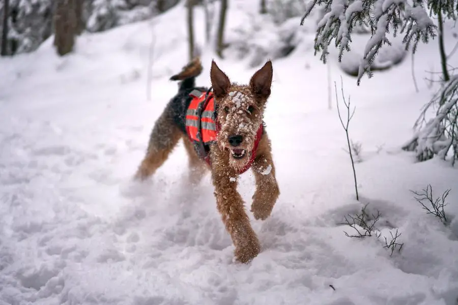 airedale terrier pies biegnie po śniegu