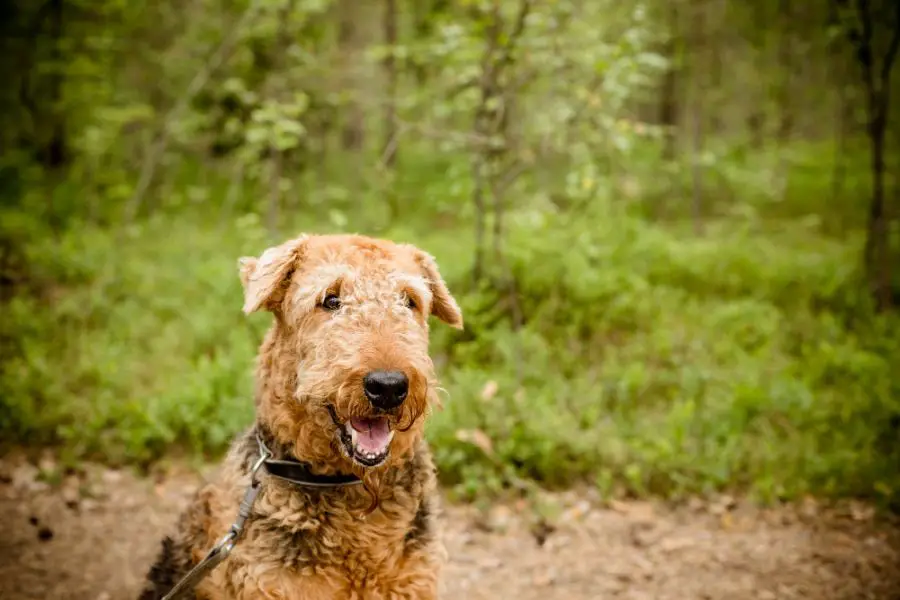 airedale terrier pies niewytrymowany w lesie