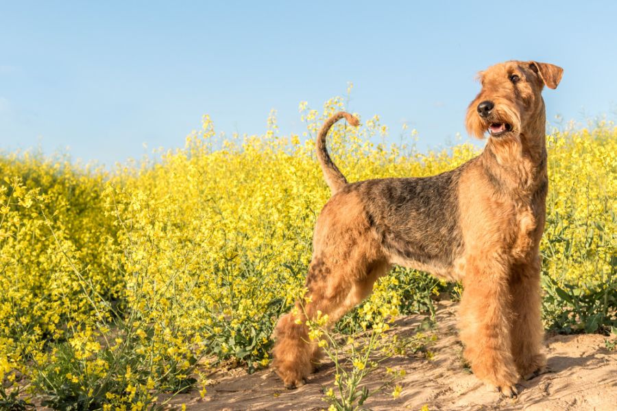 airedale terrier pies stoi w polu rzepaku