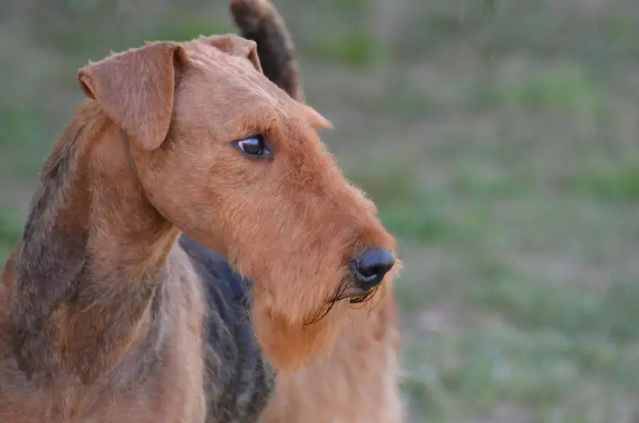 airedale terrier profil psa