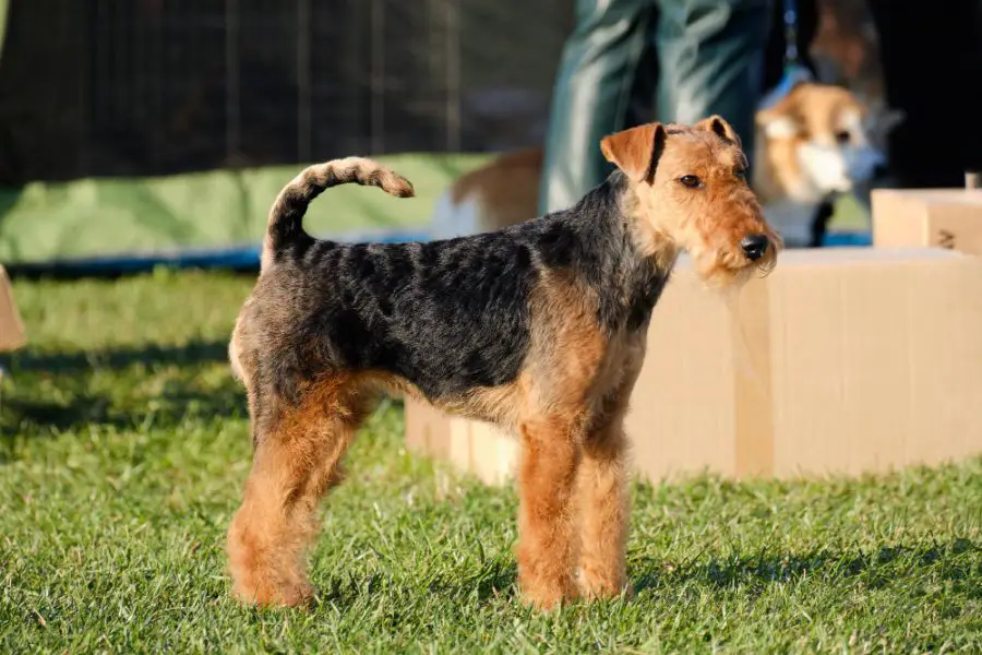 airedale terrier pies stoi na trawie