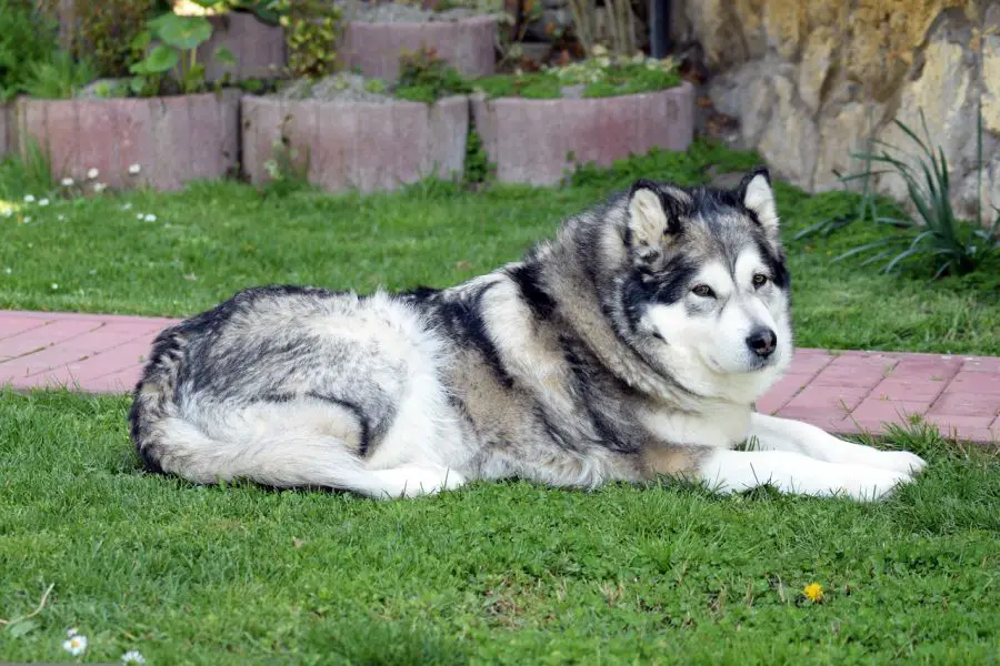 alaskan malamute szary pies leży na trawie