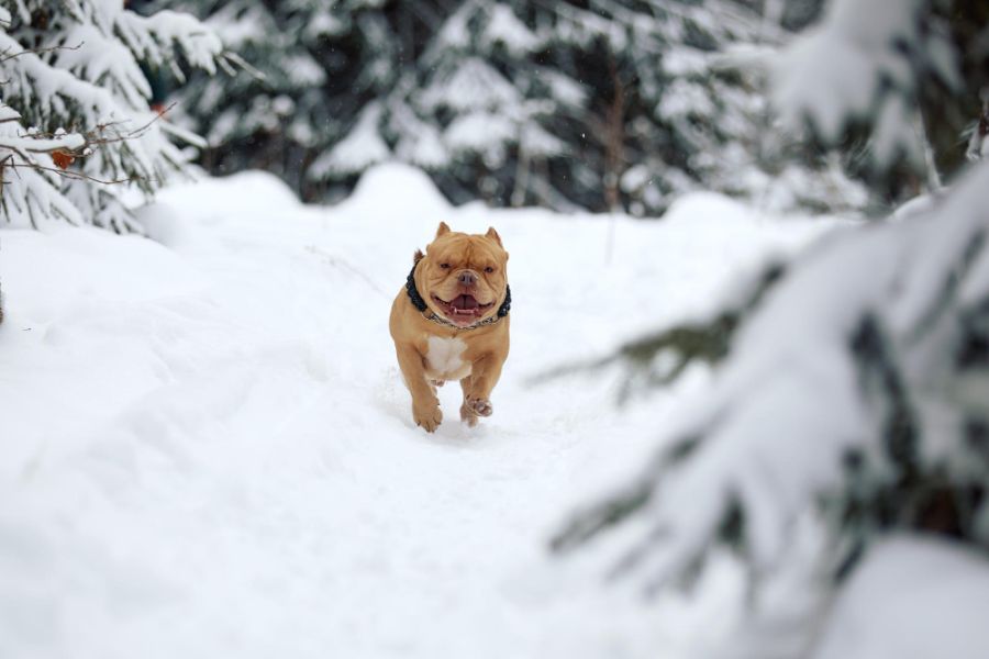 american bully pies biegnie po śniegu