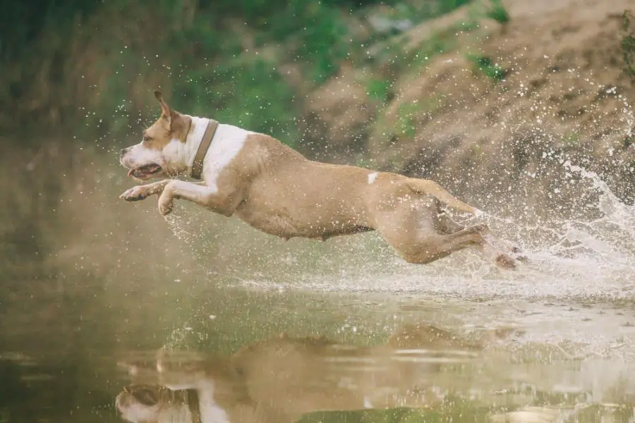 amstaff pies skacze przez wodę