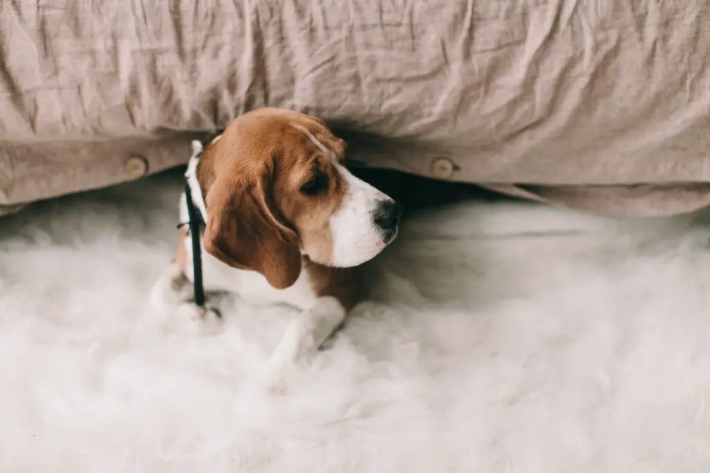 beagle lezy pod koldra