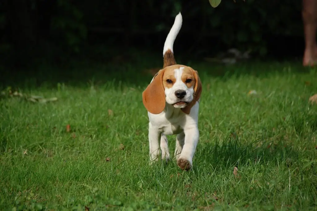 beagle pies biegnie