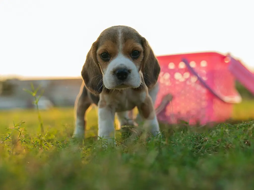 beagle szczeniak stoi na trawie