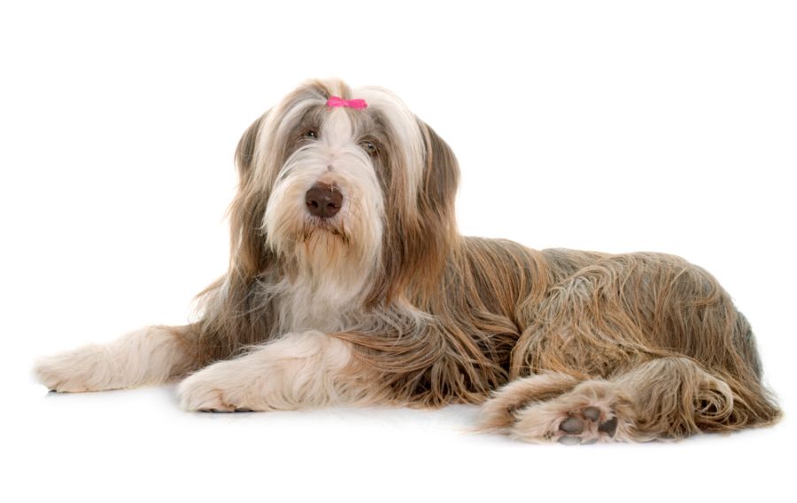 bearded collie czekoladowy pies z kokardką