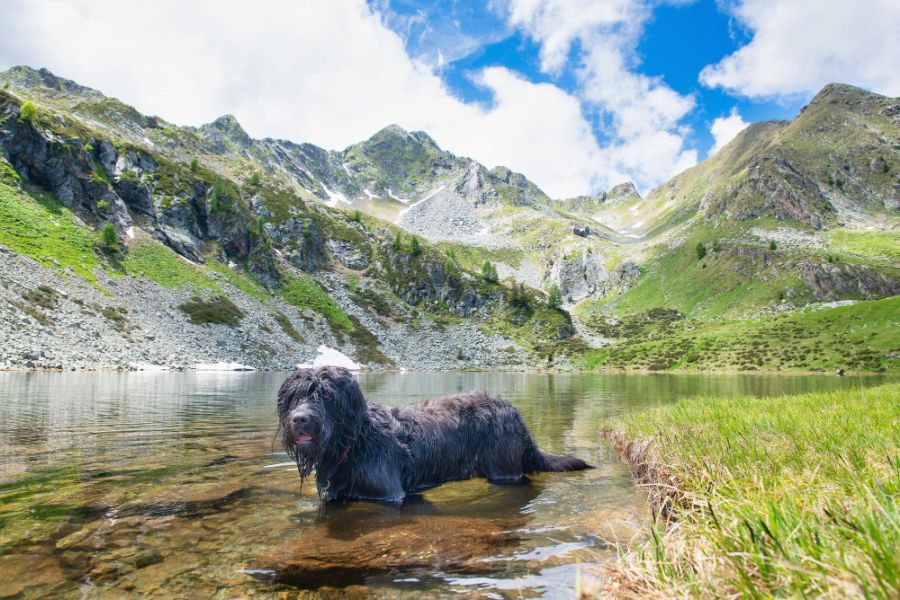 bergamasco pies w jeziorze