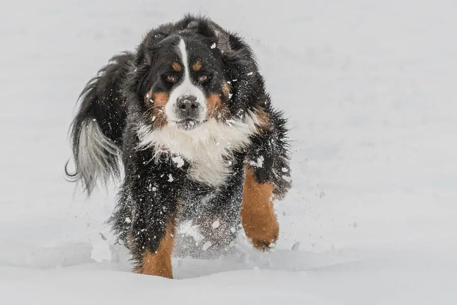 berneński pies pasterski biegnie w śniegu