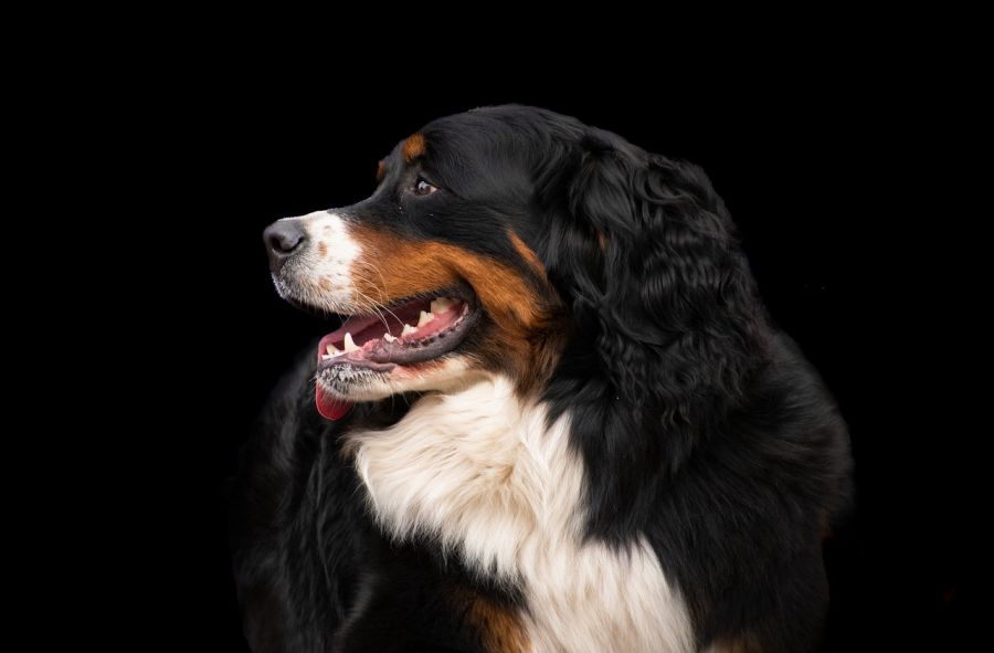 berneński pies pasterski portret na czarnym tle