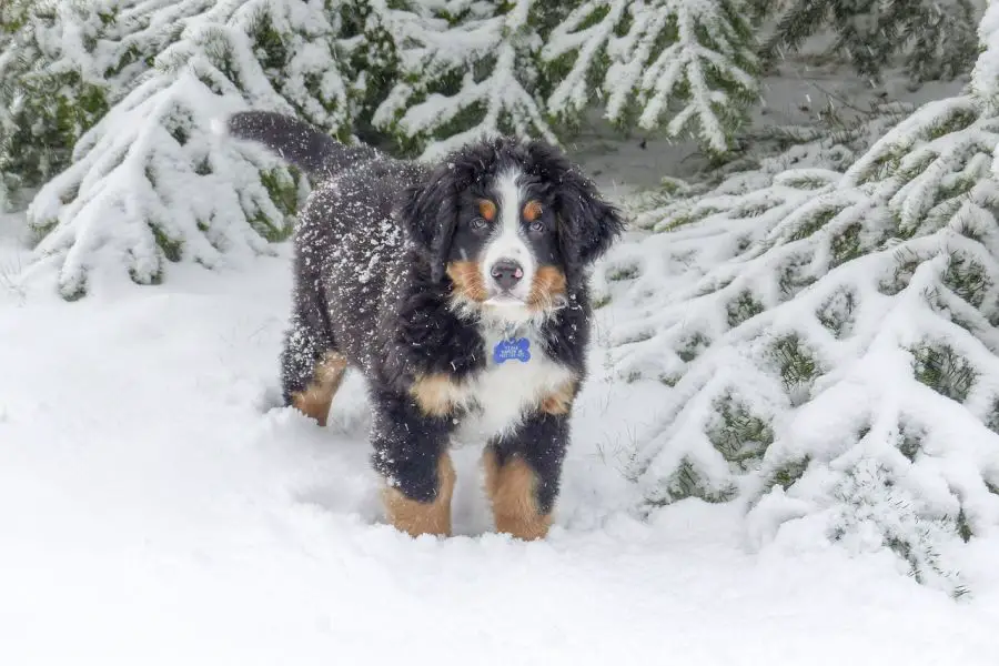 berneński pies pasterski szczeniak stoi w śniegu