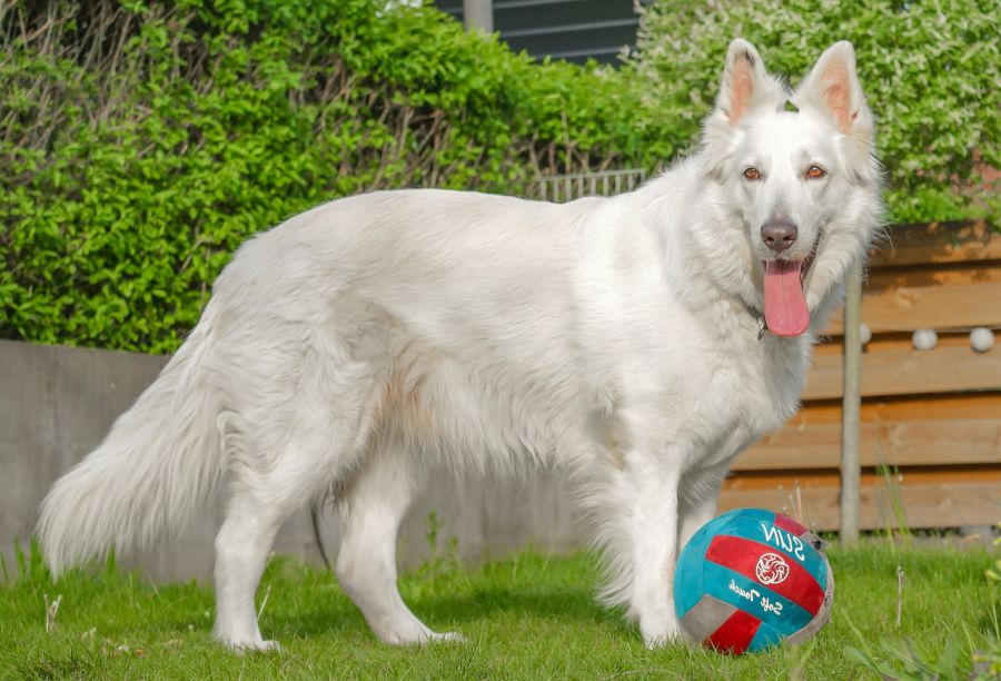 biały owczarek szwajcarski długowłosy pies stoi z piłką

