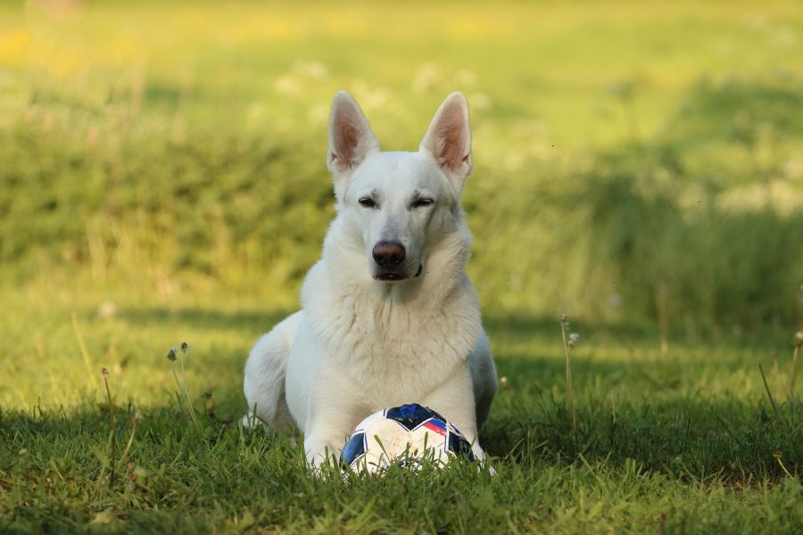 biały owczarek szwajcarski dorosły krótkowłosy pies leży z piłką