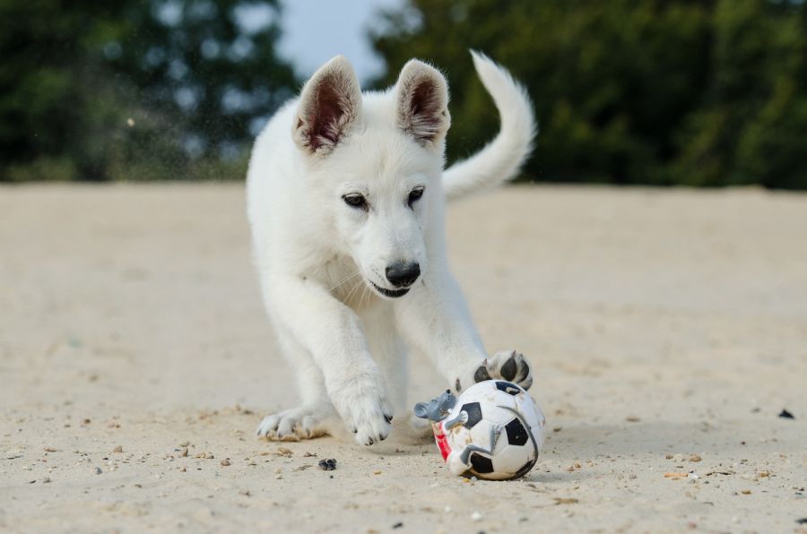 biały owczarek szwajcarski szczeniak bawi się piłką na piasku