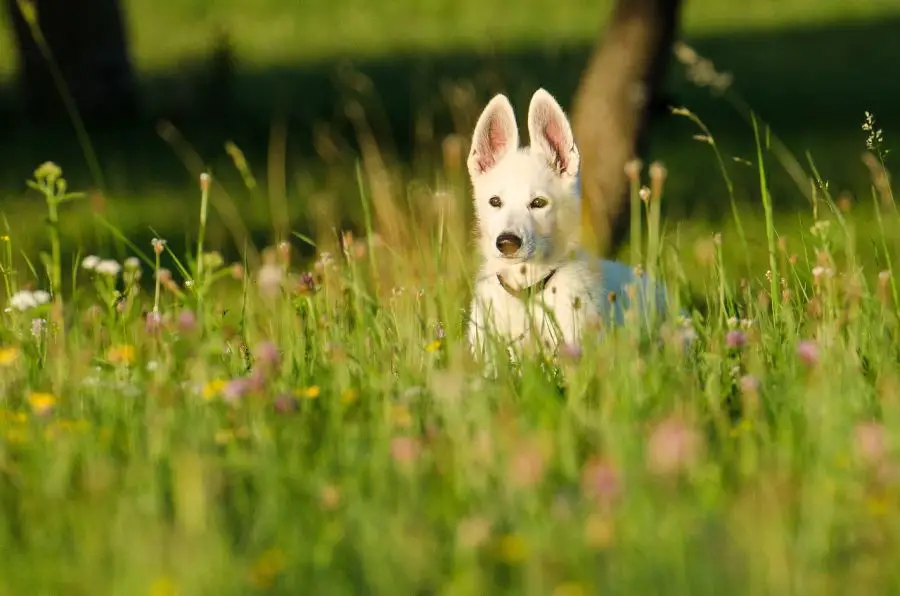 biały owczarek szwajcarski szczeniak z dużymi uszami siedzi w trawie
