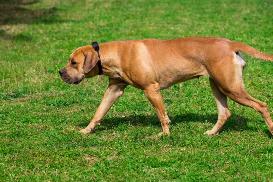 boerboel pies idzie po trawniku