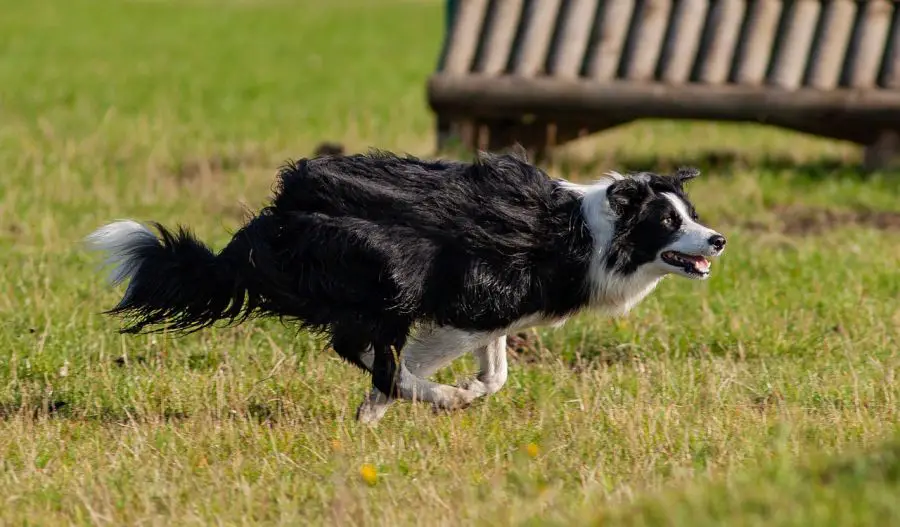 border collie pies biegnie