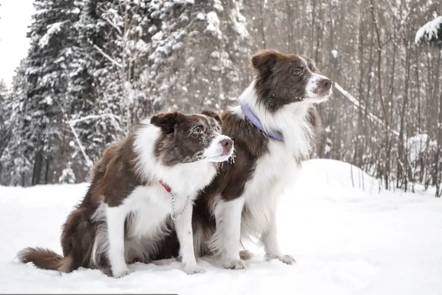 border collie dwa psy siedzą w śniegu