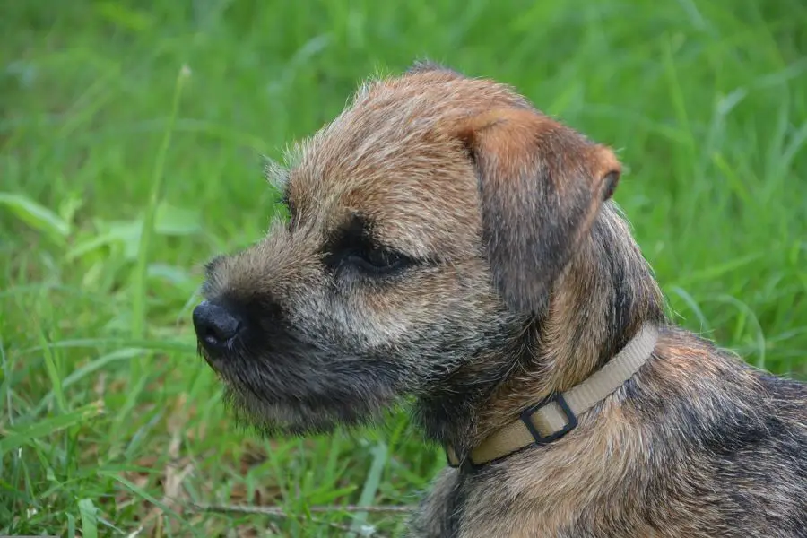 border terrier portret z profilu