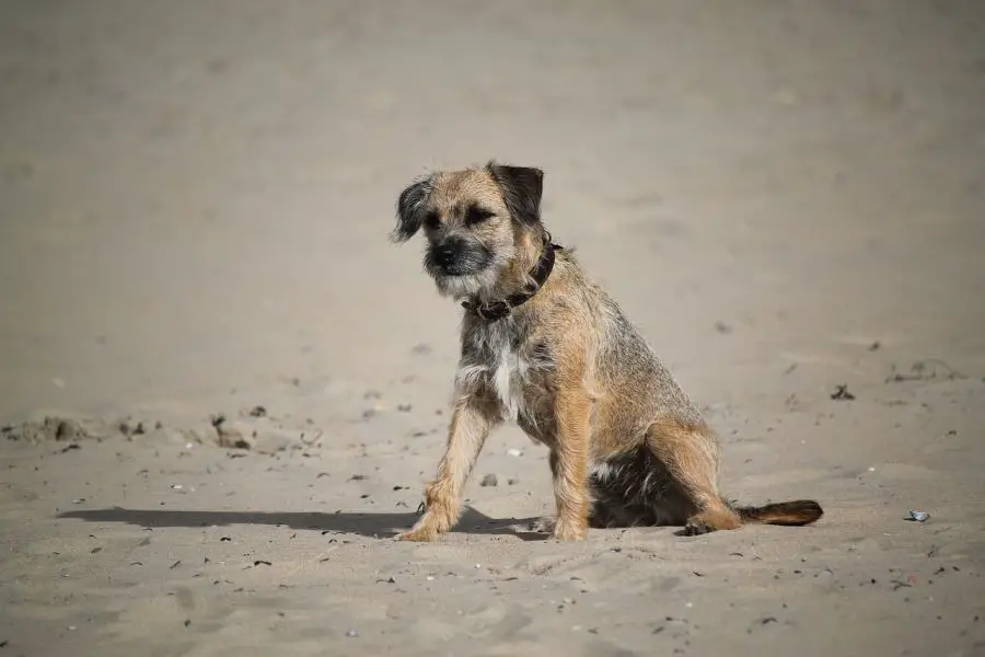 border terrier siedzi na plaży